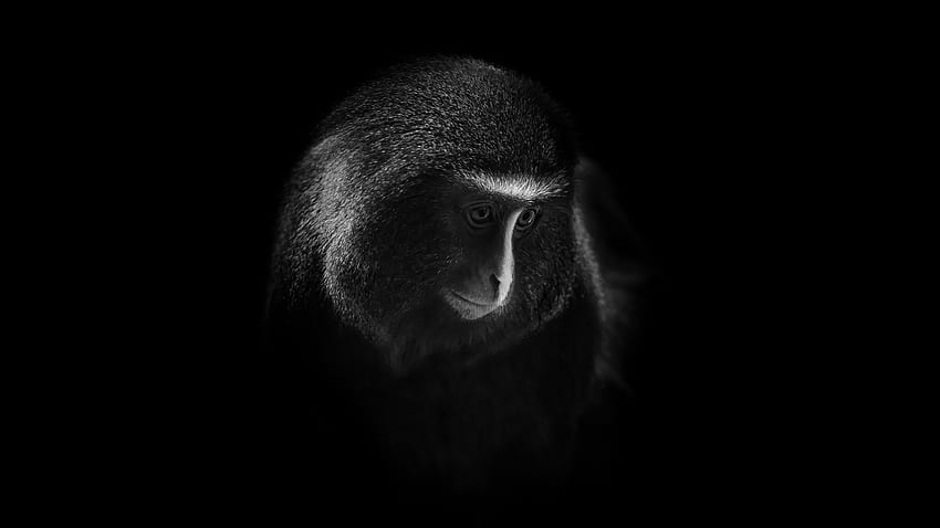 Hamlyn's Monkey , Owl Faced Monkey, Dark, Black Background, , , Animals HD wallpaper