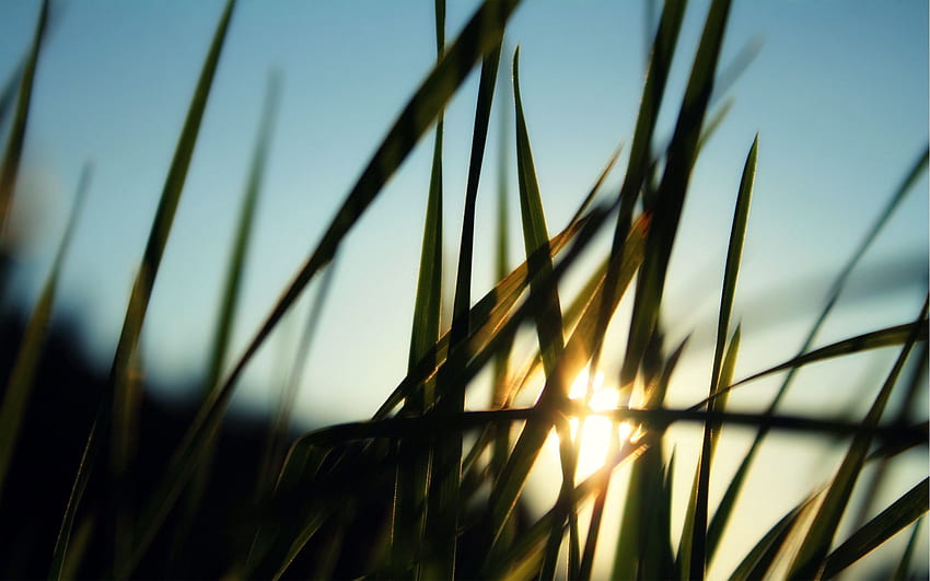 Natur, Gras, Sonne, Morgendämmerung, Grün, Feld, Morgen HD-Hintergrundbild