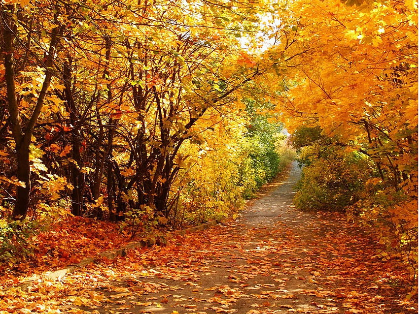 Beautiful Fall Computer . Autumn scenery, Scenery, Autumn Scenes HD ...