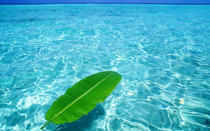 Green Leaf Floats On Crystal Clear Water [] untuk , Ponsel & Tablet Anda. Jelajahi Clear Black . Hapus untuk , Bersihkan Latar Belakang Wallpaper HD