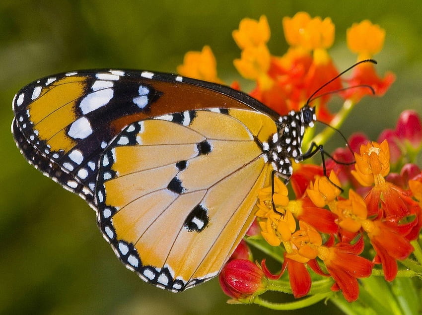 Monarch Butterfly, skrzydła, delikatny, motyl, królewski Tapeta HD