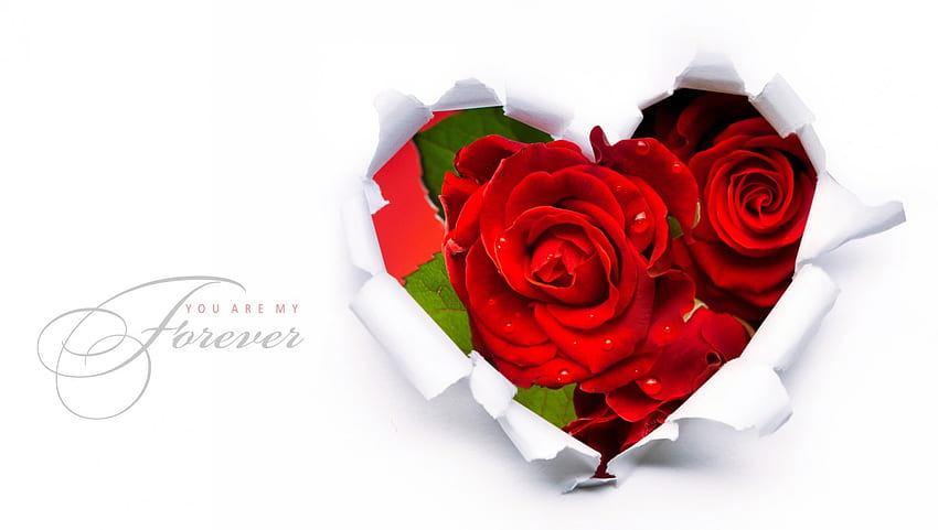 Para siempre febrero, rosas, papel, simple, Día de San Valentín, febrero, abstracto, rojo, flores, fleurs, corazón fondo de pantalla
