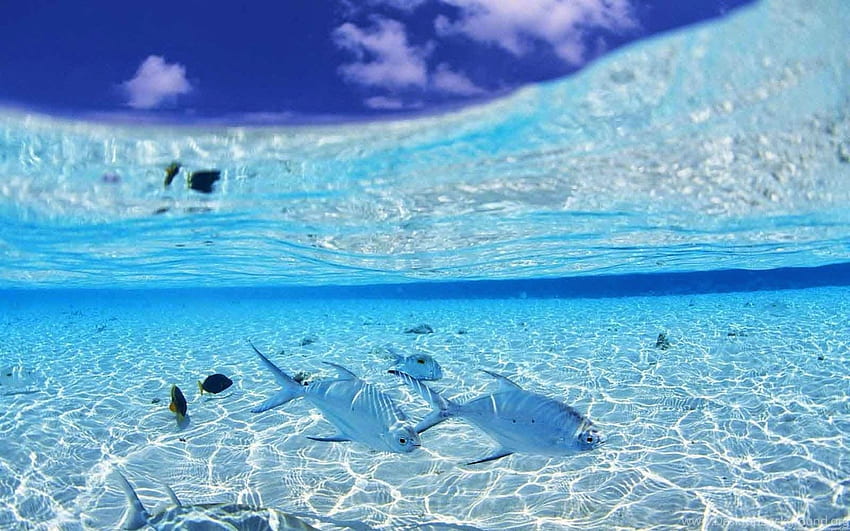 Clear Water Background Of Your Choice Background HD wallpaper