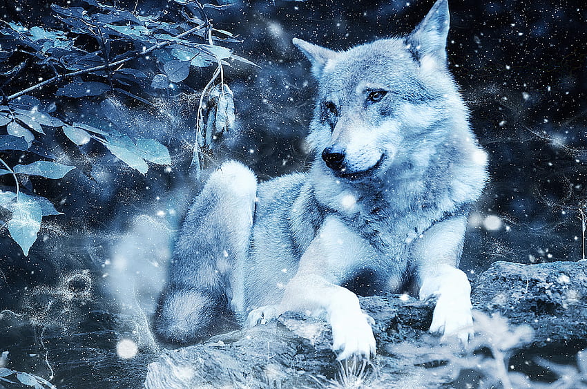 Zwierzęta, drapieżnik, wilk, dzika przyroda, chmiel Tapeta HD