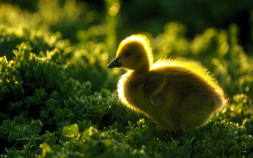 Duckling . Duckling , Snuggly Duckling Tangled and Duckling Computer, Cute Baby Duck HD wallpaper