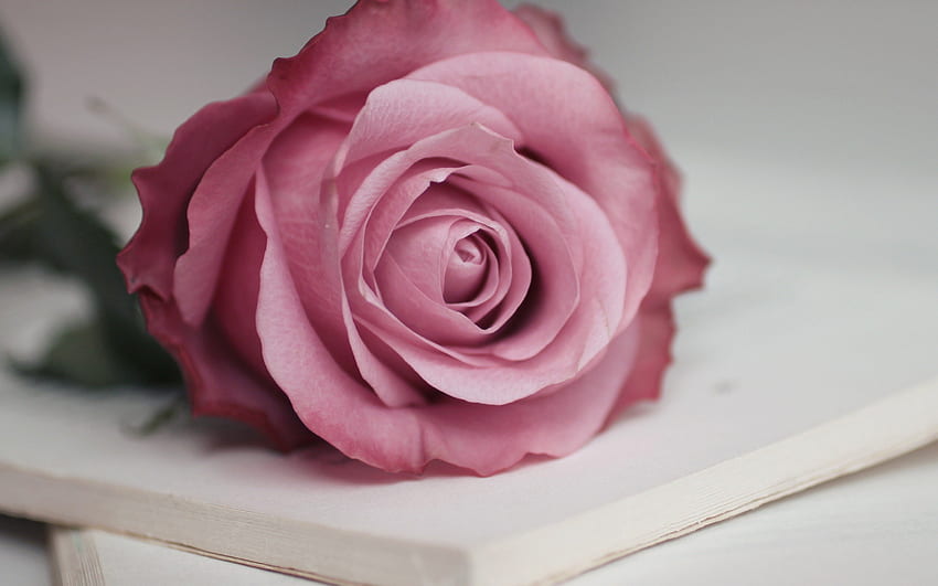 *** Rustic rose ***, rose, pink, flower, nature, flowers, rustic HD wallpaper