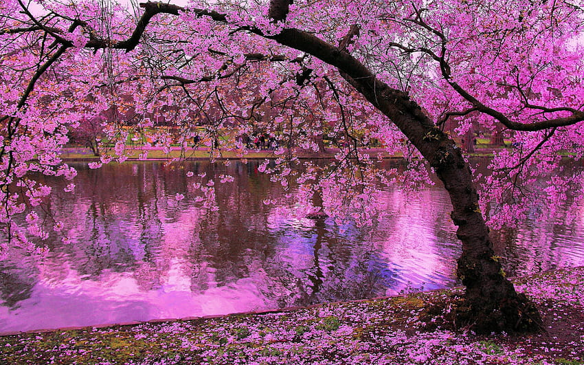 ต้นไม้บานในฤดูใบไม้ผลิ, ดอกสีชมพูของแม่น้ำเชอร์รี่สะท้อนในน้ำของญี่ปุ่น, ฤดูใบไม้ผลิที่มีมนต์ขลัง วอลล์เปเปอร์ HD