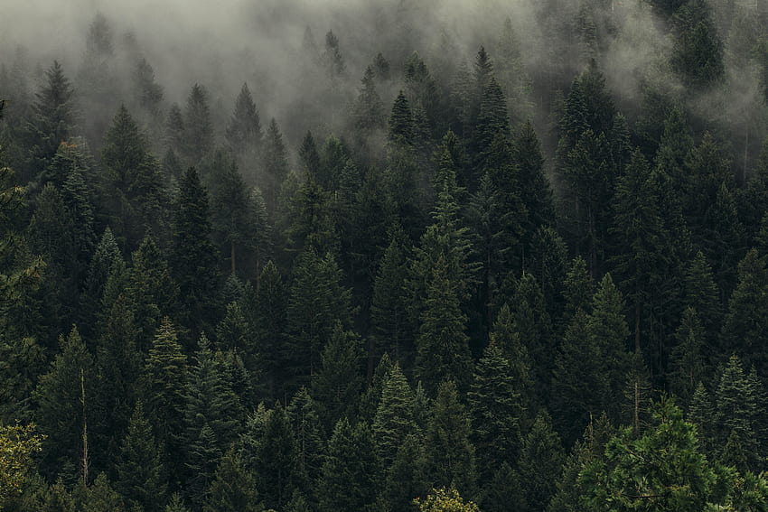 Natura, alberi, vista dall'alto, foresta, nebbia, velo Sfondo HD