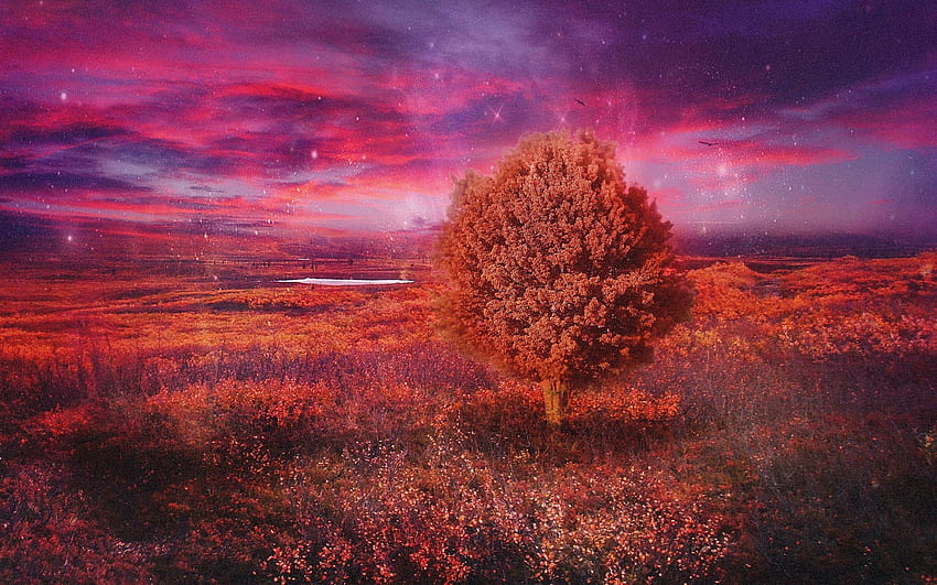 Cahaya Musim Gugur, lanskap, awan, warna, langit, bintang, pohon Wallpaper HD