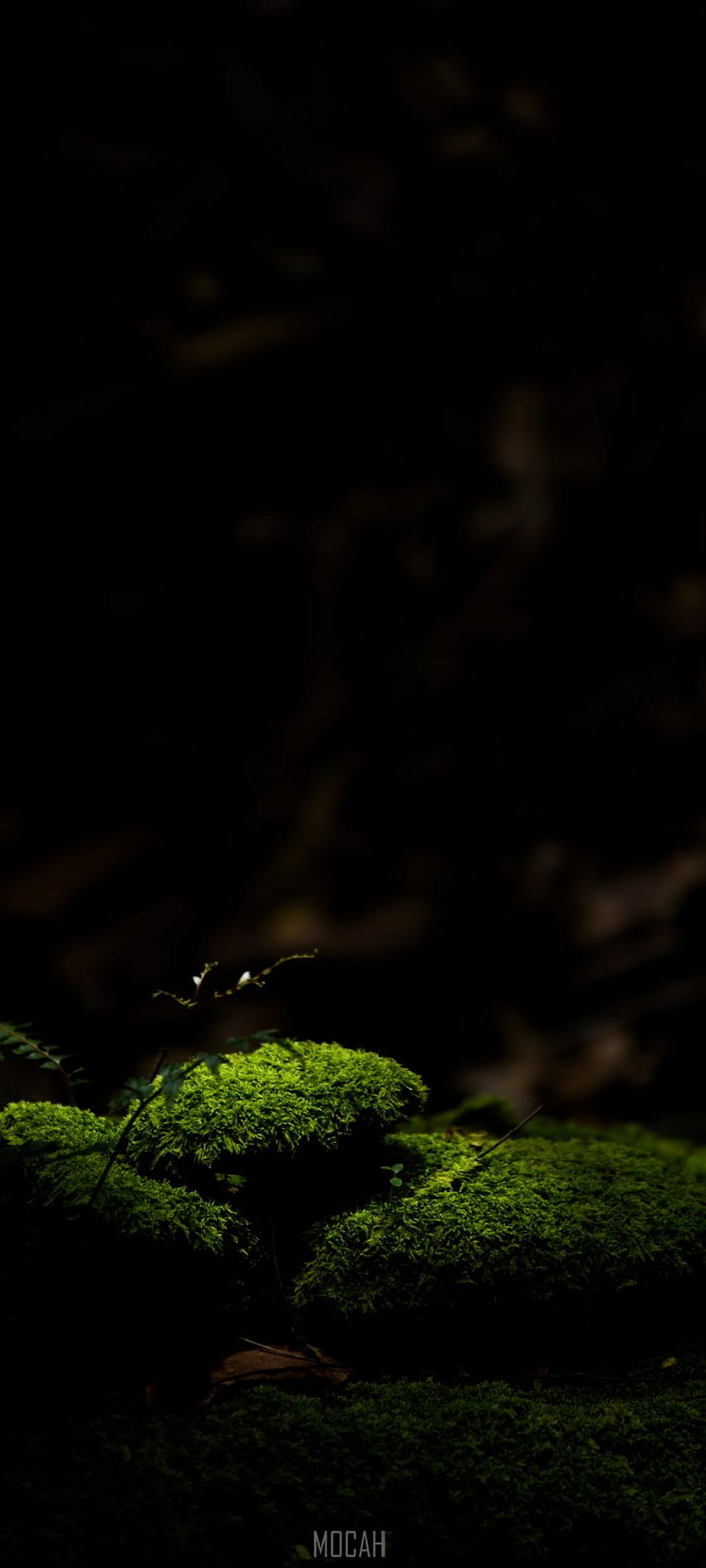 Natur, Grün, Schwarz, Licht, Dunkelheit, vivo Y20 , . Moka HD-Handy-Hintergrundbild
