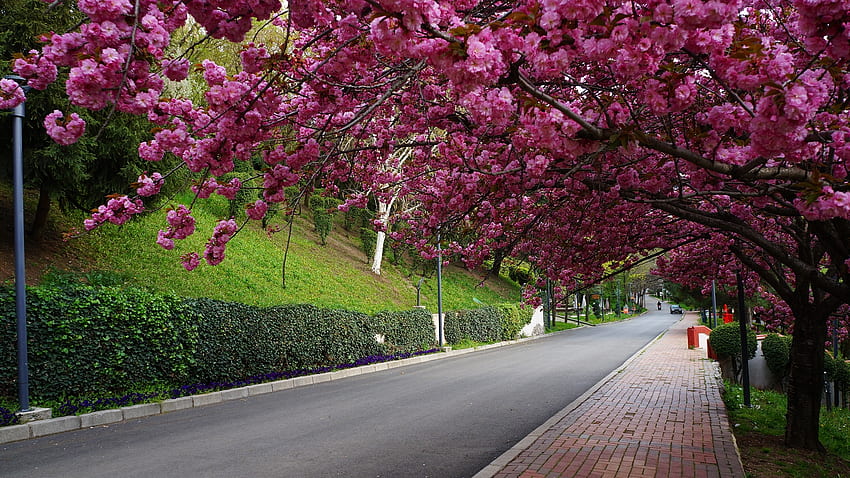 lunas, musim semi, melodi, taman, bunga Wallpaper HD