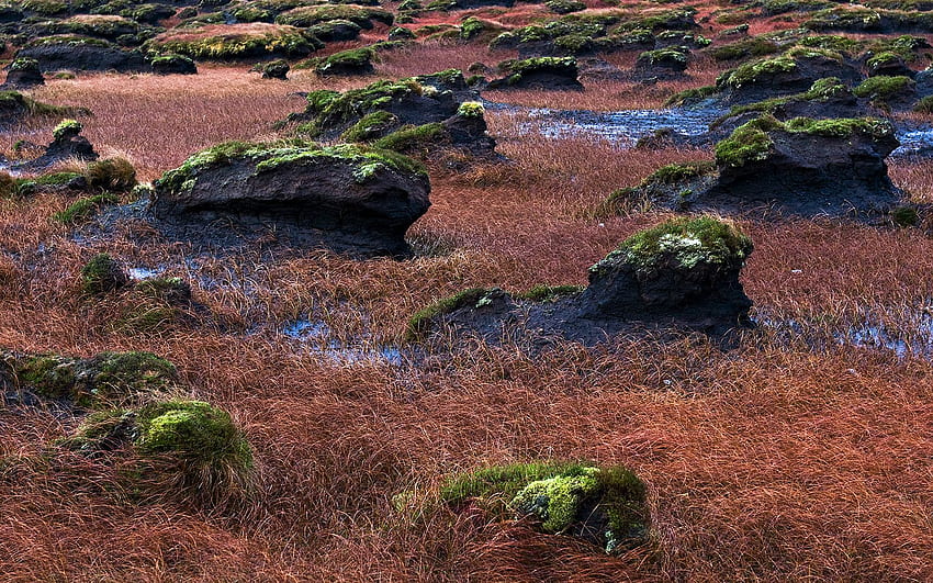 Nature: Bog Field Donegal, nr. 31325 HD wallpaper
