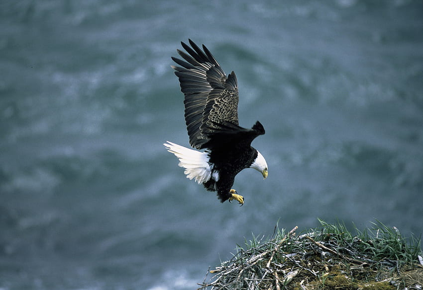 No Alasca, americano, águia, pássaro, Alasca, águia careca papel de parede HD