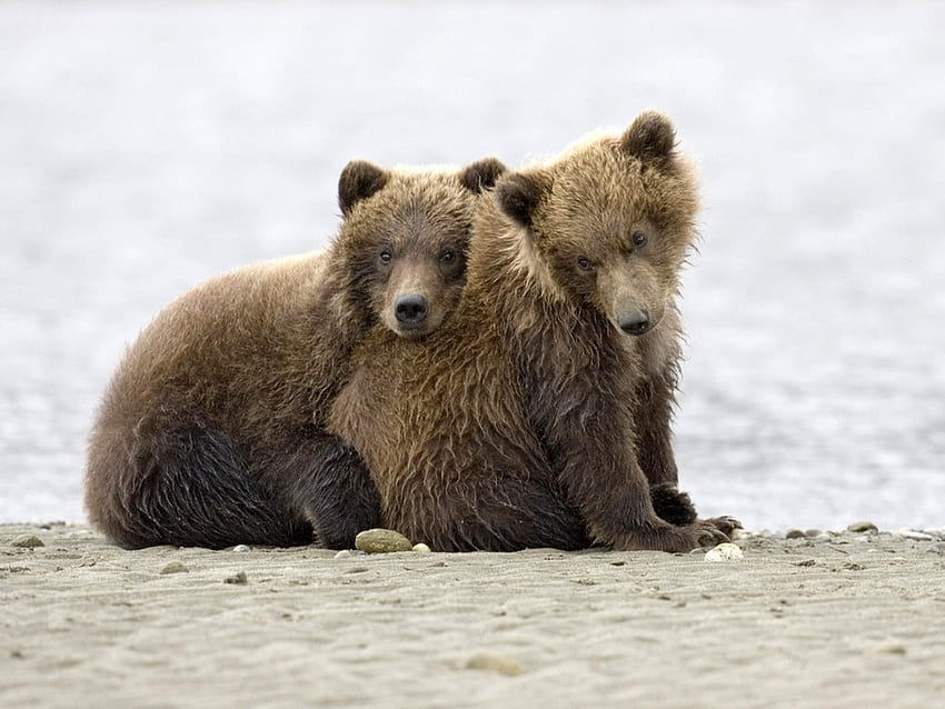 Lovely bear cubs, grizzly, wildlife, cub, bear HD wallpaper