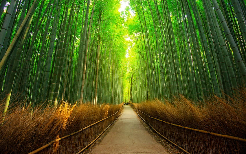 Arashiyama, Bamboo Garden HD wallpaper | Pxfuel
