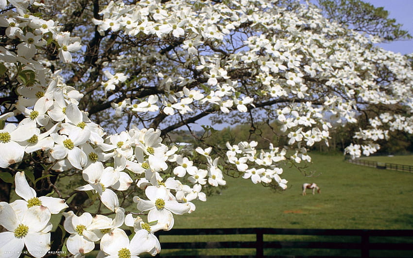 dogwood blossom flower / flowers background, Dogwood Tree HD wallpaper
