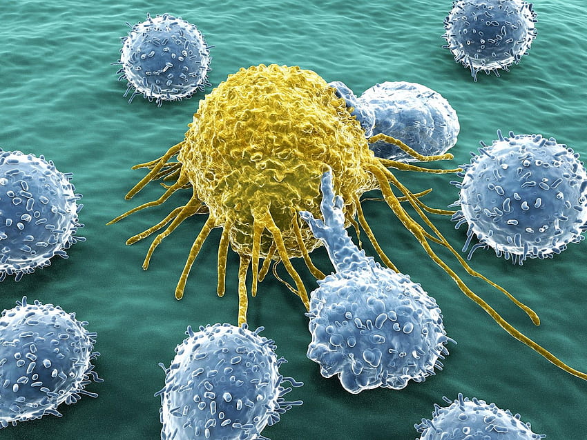 免疫系 。 免疫システム、免疫学 高画質の壁紙