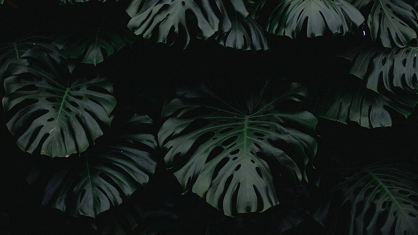 лист, зелено, тъмно, растение PC и Mac, тъмни листа HD тапет