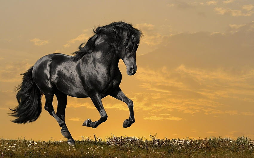 Beautiful Horses, Black Stallion HD wallpaper | Pxfuel