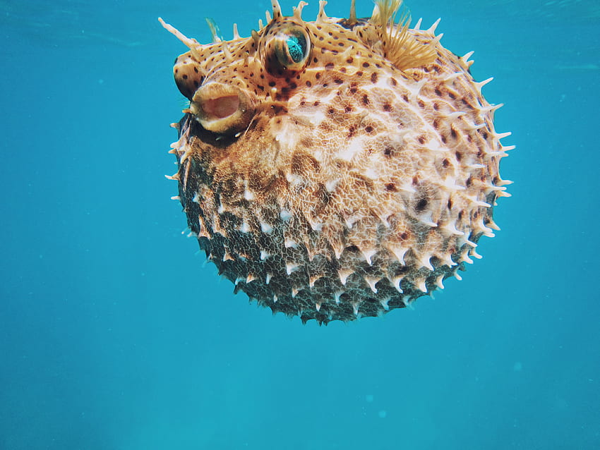 Animals, Underwater World, Thorns, Prickles, Sea Urchin, Echinus HD wallpaper