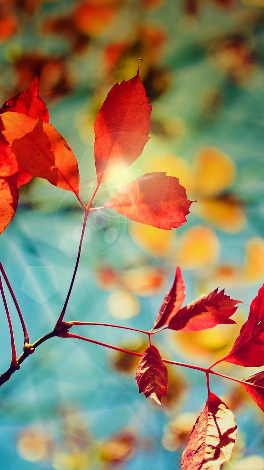 for mobile samsung galaxy y, Autumn HD phone wallpaper