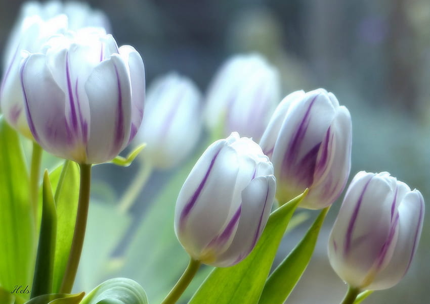 Fioletowe i białe tulipany, białe, kwiaty, tulipany, fioletowe Tapeta HD