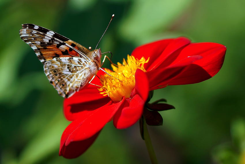 Blume, Makro, Schmetterling, Dahlie HD-Hintergrundbild