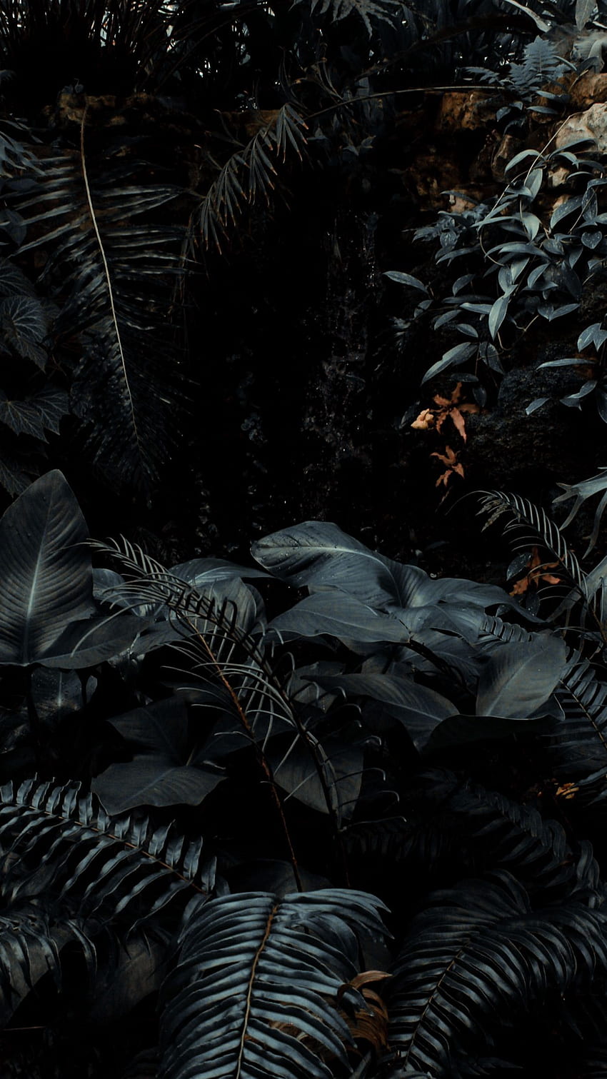 식물, 열대, 고사리, 덤불, 어두운 아이폰 8+/7+/6s+/시차 배경용 HD 전화 배경 화면