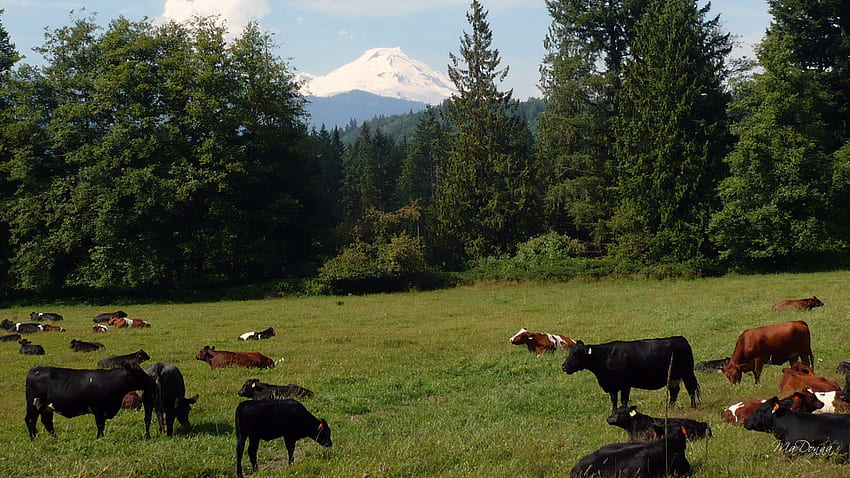 ベイカー山と牛、ワシントン、農場、山、夏、牛、野原、木、空、ワイドスクリーン 高画質の壁紙