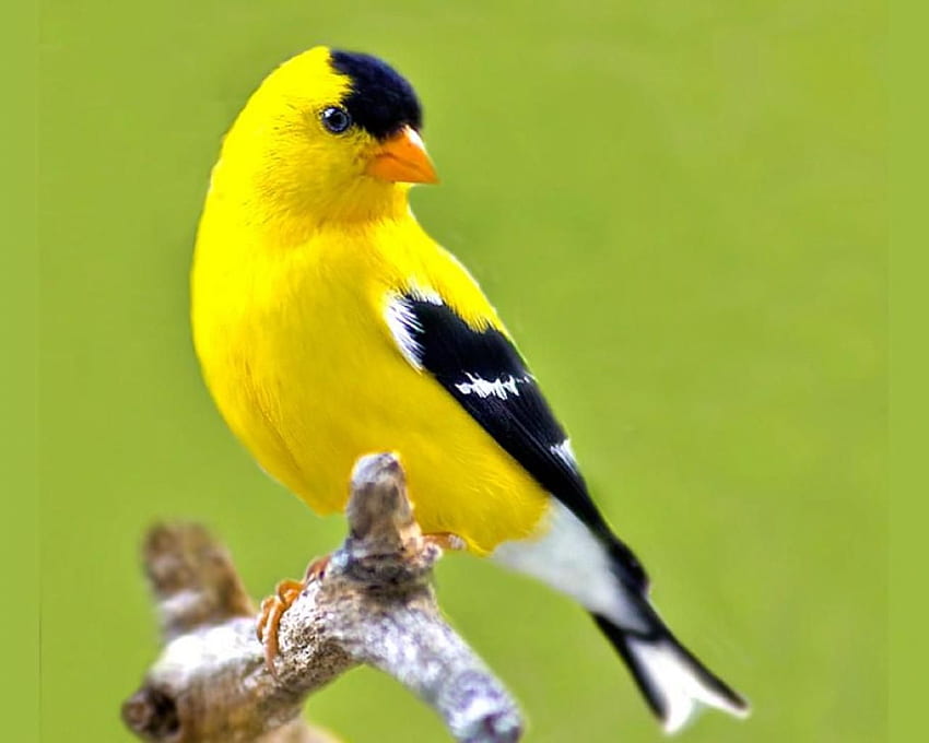 Yellow Bird HD wallpaper | Pxfuel