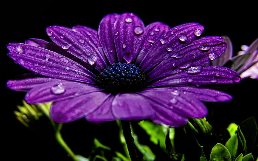 File Name 874924 31 Best Purple Flowers feelgrPH [] untuk , Ponsel & Tablet Anda. Jelajahi Bunga Ungu. Ungu untuk Laptop, Ungu Wallpaper HD
