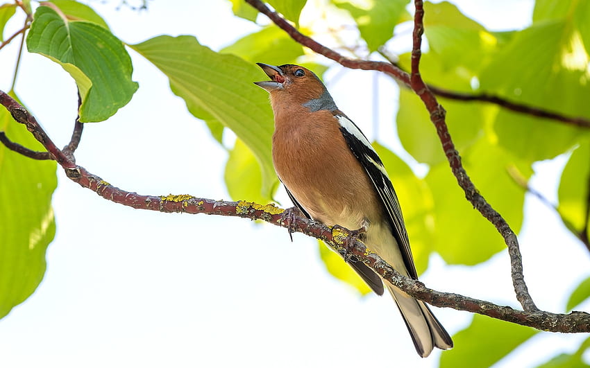 Śpiewająca zięba zwyczajna, zięba, ptak, piosenka, drzewo Tapeta HD