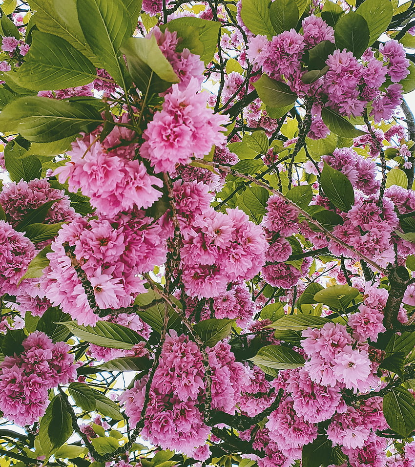 Ciliegio, rosa, fiore, fiori, primavera, primavera Sfondo del telefono HD