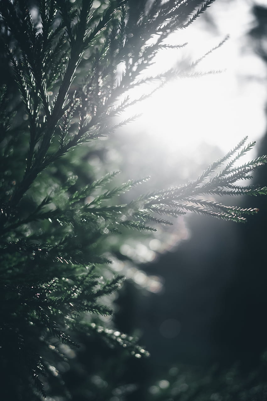 Pine, Macro, Blur, Smooth, Branch, Sunlight HD phone wallpaper