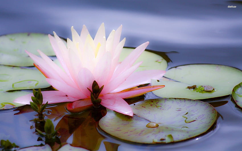 Pink water lily - Flower HD wallpaper | Pxfuel