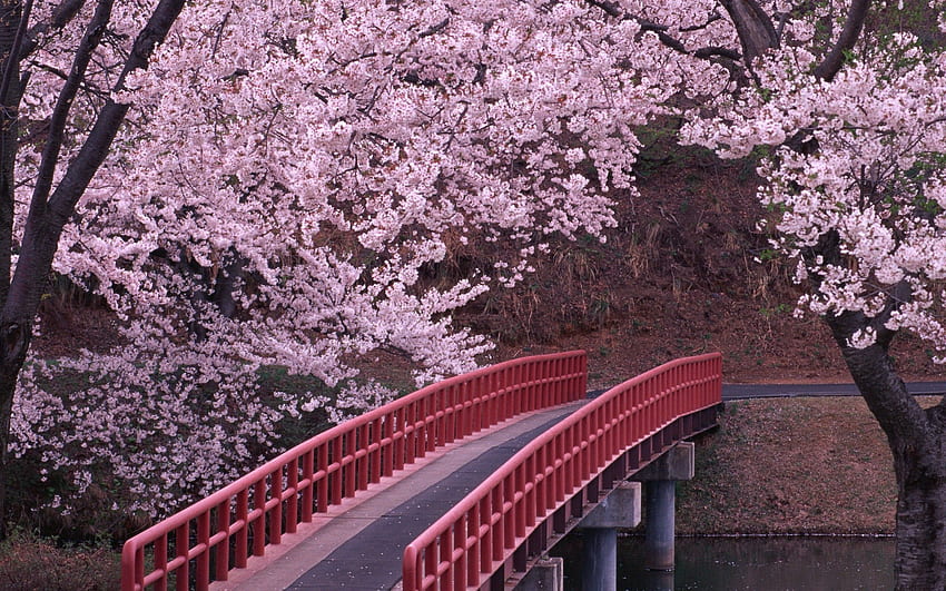 Japanische Kirschblüte, Sakura-Blume HD-Hintergrundbild