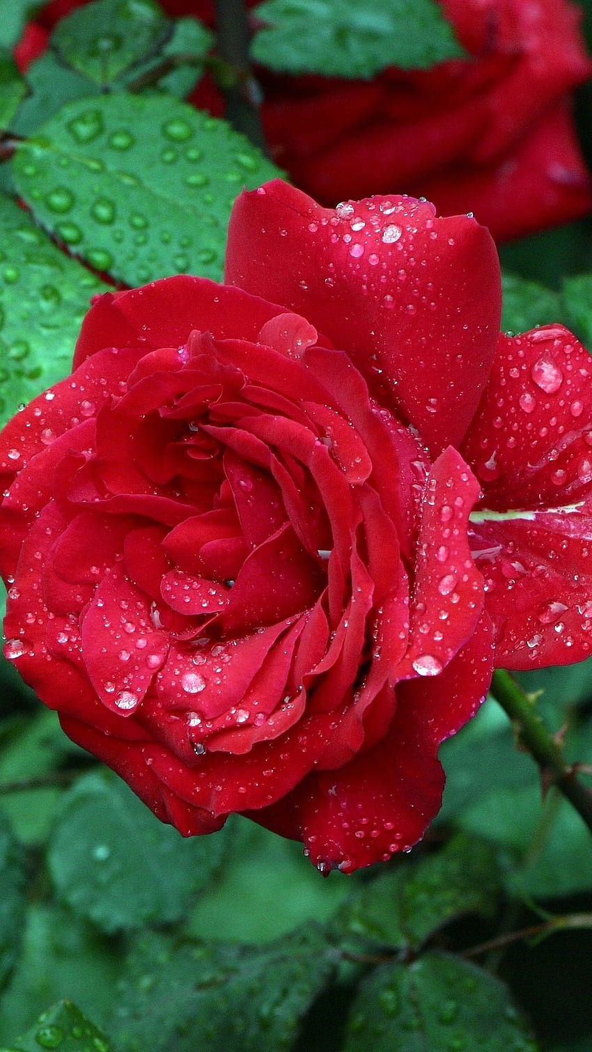 Hermosa flor de rosa roja, roja fondo de pantalla del teléfono