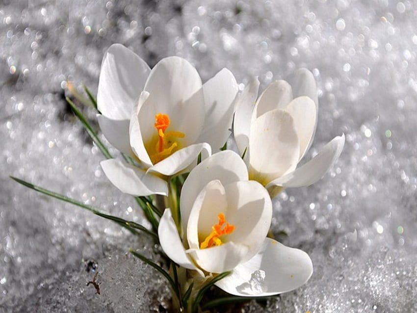 keindahan es, putih, crocus, musim semi, salju Wallpaper HD