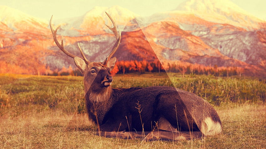 Animals, Grass, Mountains, To Lie Down, Lie, Deer, Triangle HD wallpaper