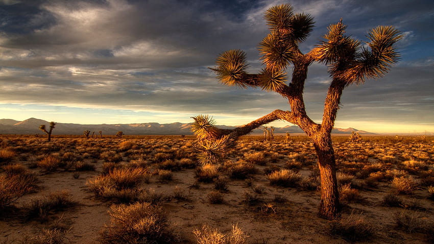 Мексиканска пустиня, пясък, парчета трева, пустинен кактус HD тапет