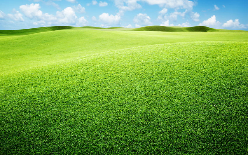 Grassland For HD wallpaper