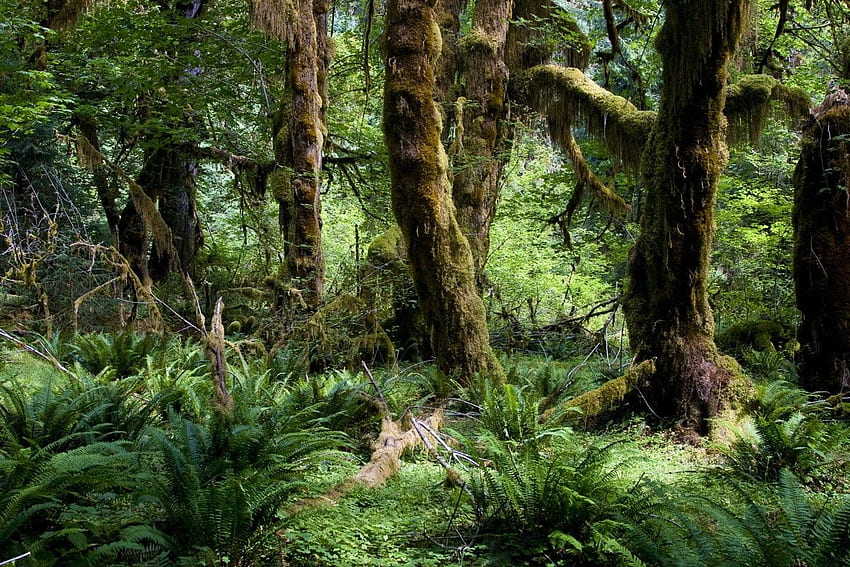 Hutan Halaman 61: HANYA HUJAN Hutan Musim Gugur Jalan Hujan Liar, Hutan Hujan Pasifik Barat Laut Wallpaper HD