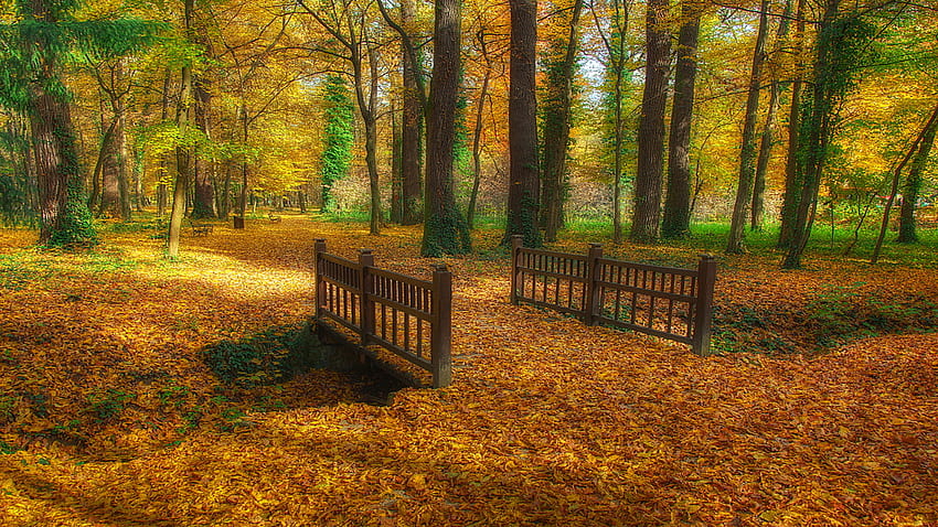 The Forest Floor, carpet, colorful, leaves, path, bridge, autumn, beautiful, walkway HD wallpaper