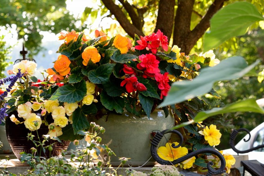 กระถางดอกไม้มากมาย ดอกไม้ฤดูร้อน ดอกไม้มหัศจรรย์ กระถาง กระถางดอกไม้ แสงแดด วอลล์เปเปอร์ HD