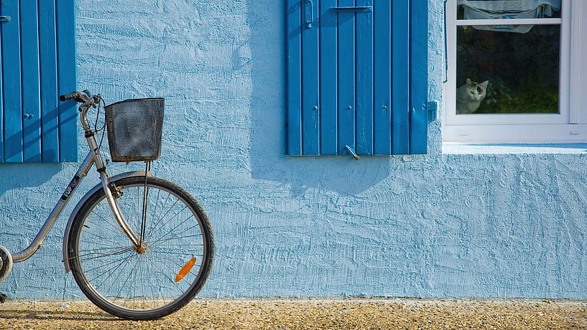 котка на прозореца на синя къща, синьо, велосипед, прозорец, къща, котка HD тапет