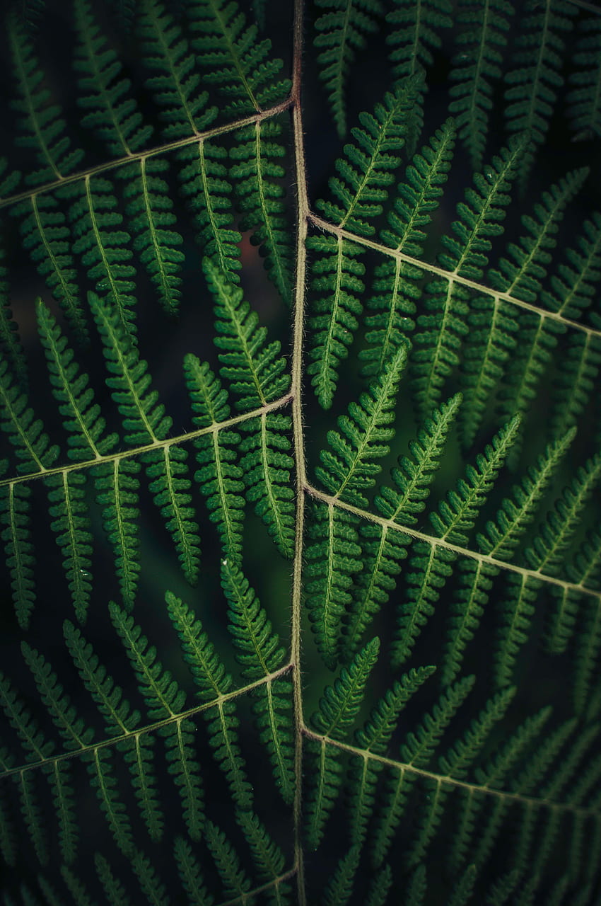 Leaves, Plant, Macro, Fern, Carved HD phone wallpaper