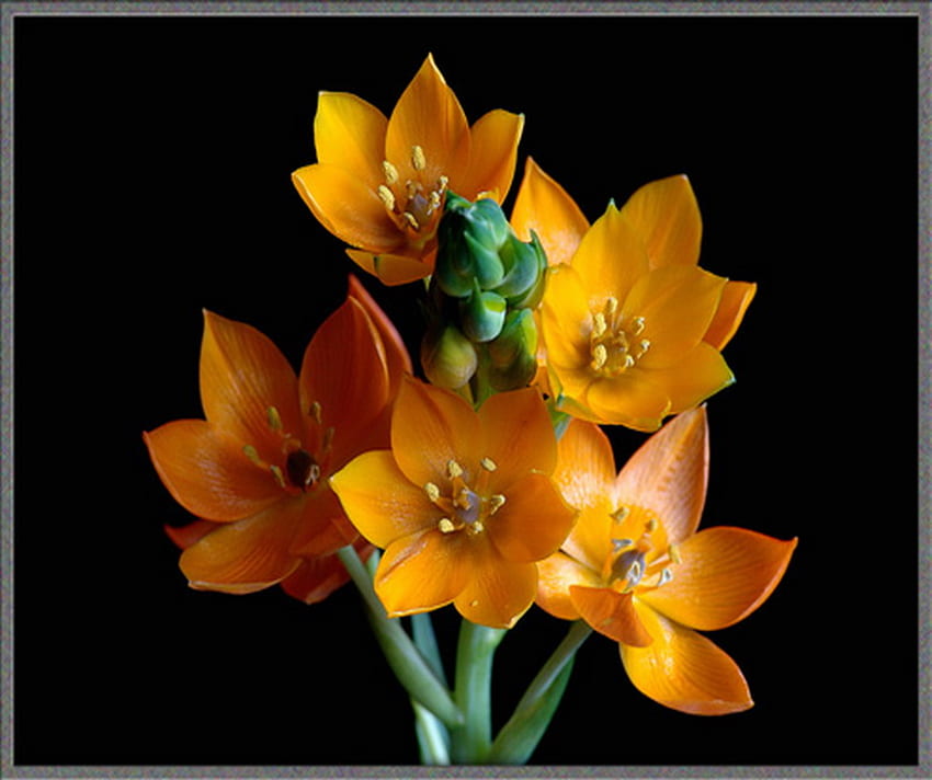 orange beauty, stars, orange, beauty, flower HD wallpaper