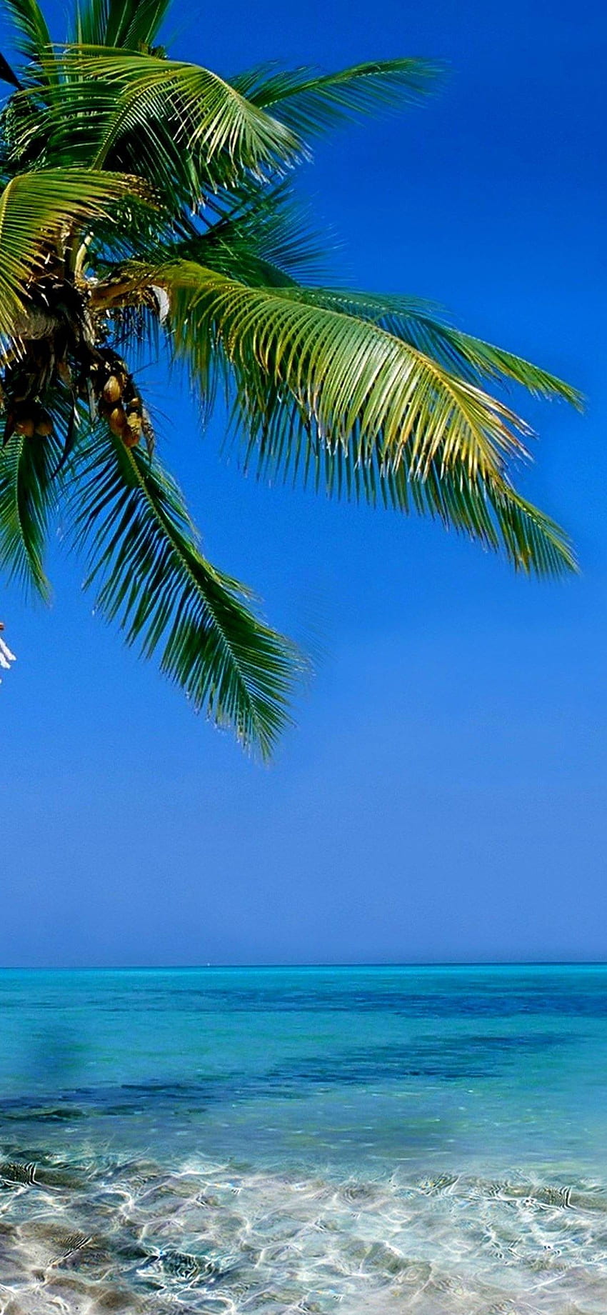 iPhone X Tropical beach ocean hawaii coast k . Tropical beach, Best nature , Nature , Texas Coast HD phone wallpaper