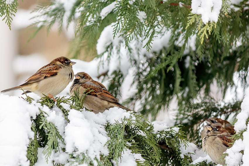 Spatzen, Winter, Schnee, Zweige, Baum, Vögel HD-Hintergrundbild
