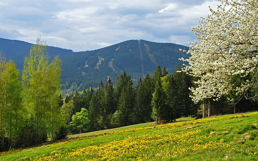 primavera, Montagne, Foresta, Campo, Ceco, Repubblica, Boemia, Foresta / e mobile, Natura boema Sfondo HD